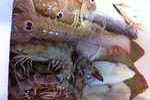 Pacco da 1,2 kg Pacco da 1,2 kg