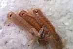 Pannocchia Pannocchia