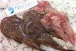 Rospi/Pescatrici da porzione Rospi/Pescatrici da porzione
