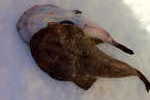 Rospi/Pescatrici grandi Rospi/Pescatrici grandi