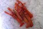 Scampi 3° Scampi 3°